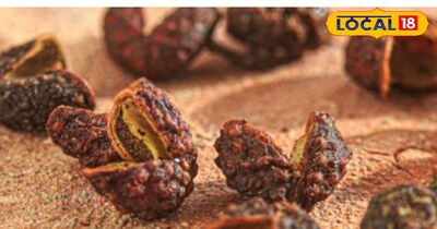 पहाड़ी जंगलों में मिलने वाला तिमूर, दांत दर्द के लिए है रामबाण 