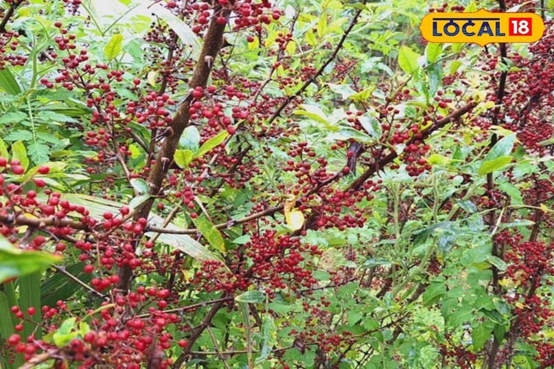 importance of timur in aayurveda 