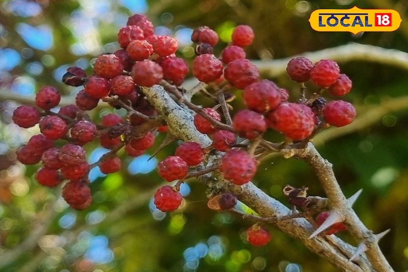 how can you reduce tooth ache with timur 