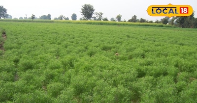 जीरे की खेती