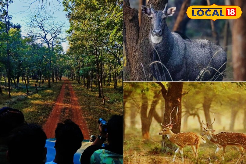 गोमर्दा वन्यजीव अभ्यारण गोमर्दा वन्यजीव अभ्यारण