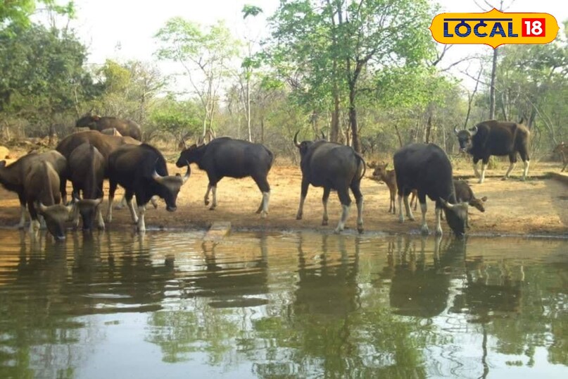 गोमर्दा अभ्यारण गोमर्दा अभ्यारण