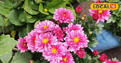 गुलदाउदी पोंधे कि तस्वीर 