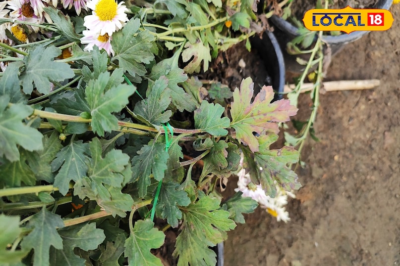 गुलदाउदी पर मंडरा रहा कीट-रोग का खतरा, एक्सपर्ट से जाने असरदार समाधान