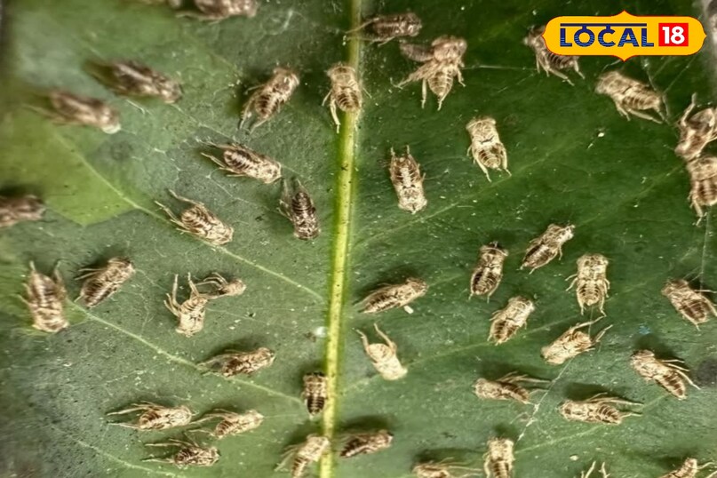 गुलदाउदी पर मंडरा रहा कीट-रोग का खतरा, एक्सपर्ट से जाने असरदार समाधान