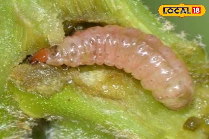 गुलदाउदी पर मंडरा रहा कीट-रोग का खतरा, एक्सपर्ट से जाने असरदार समाधान