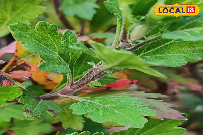 गुलदाउदी पर मंडरा रहा कीट-रोग का खतरा, एक्सपर्ट से जाने असरदार समाधान