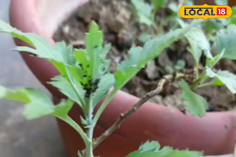 गुलदाउदी पर मंडरा रहा कीट-रोग का खतरा, एक्सपर्ट से जाने असरदार समाधान