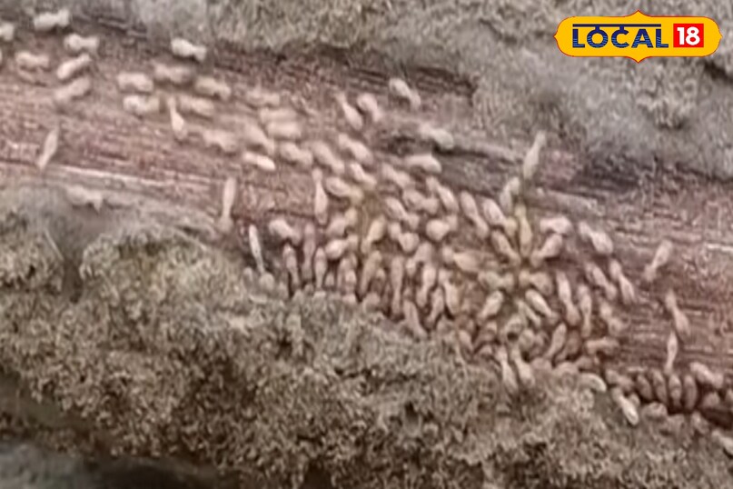 गुलदाउदी पर मंडरा रहा कीट-रोग का खतरा, एक्सपर्ट से जाने असरदार समाधान