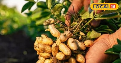 जनवरी में भी मूंगफली की खेती कर सकते हैं.