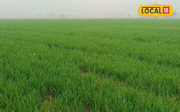 गिल्ली डंडा 