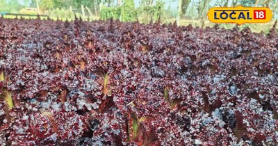 सर्दियों में सलाद पत्ता की रहती है काफी डिमांड