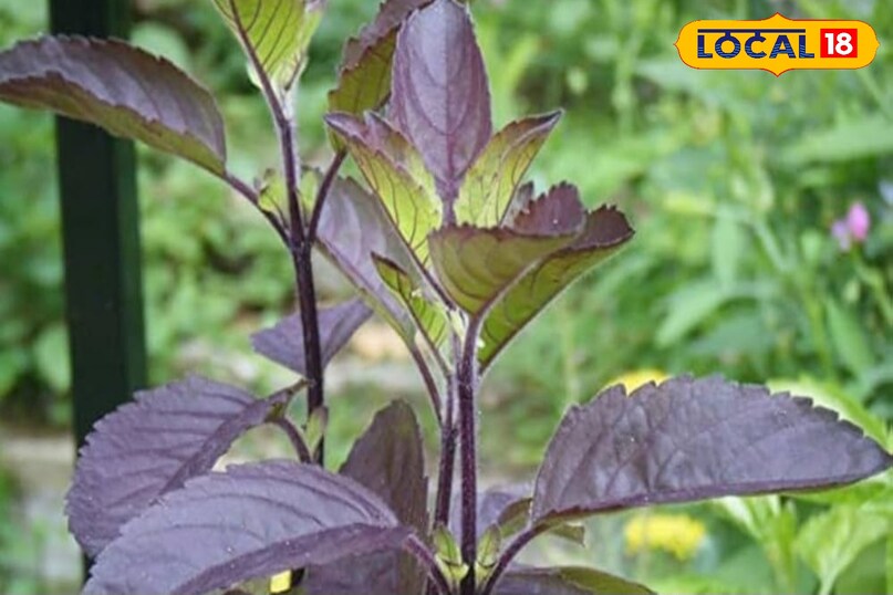 Strengthens the digestive system 