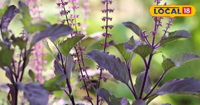 काली तुलसी के अनोखे फायदे 