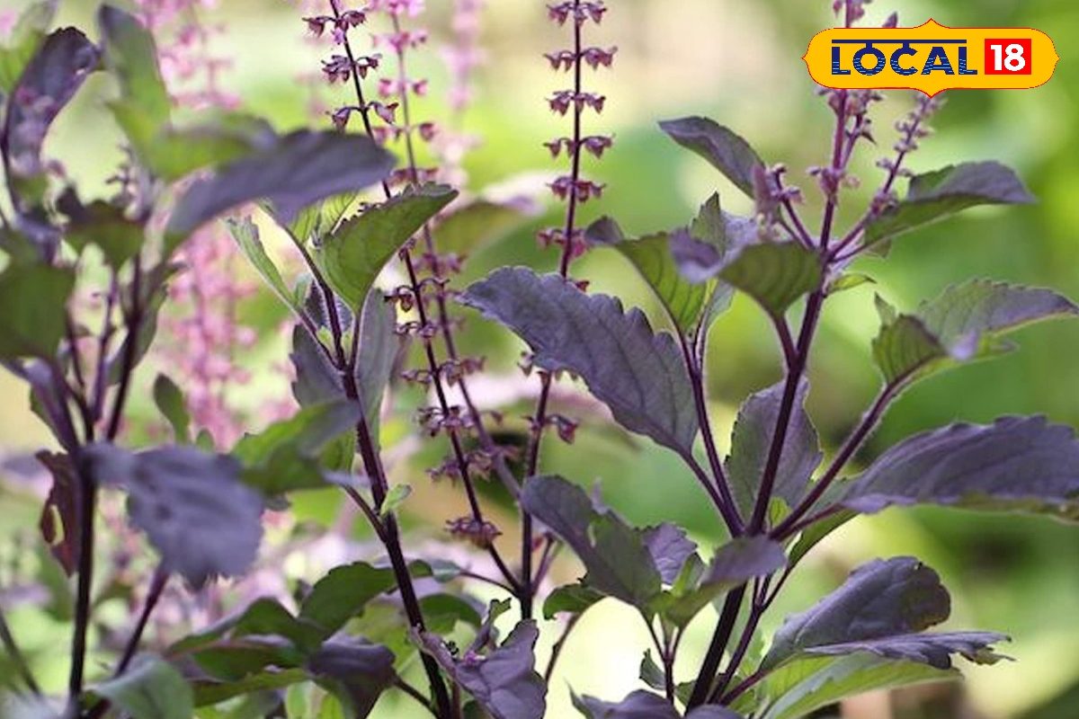 काली तुलसी का पानी पीने के ये 6 फायदे जानकर आप भी पीने लगेंगे रोज़