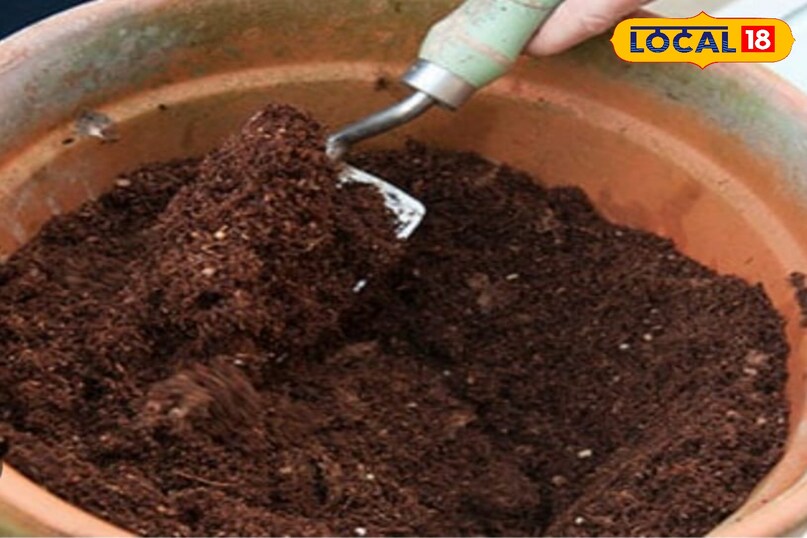 शिमला मिर्च