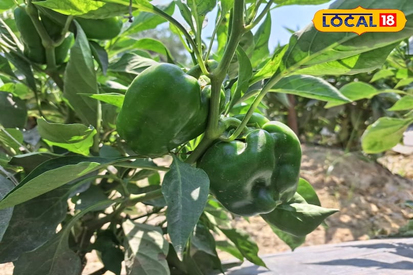 शिमला मिर्च