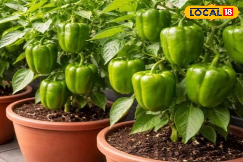 शिमला मिर्च