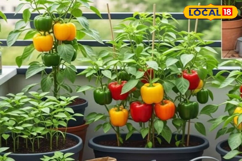 शिमला मिर्च