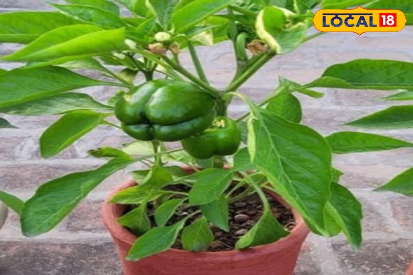 शिमला मिर्च