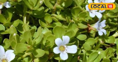 इन बीमारियों में है रामबाण