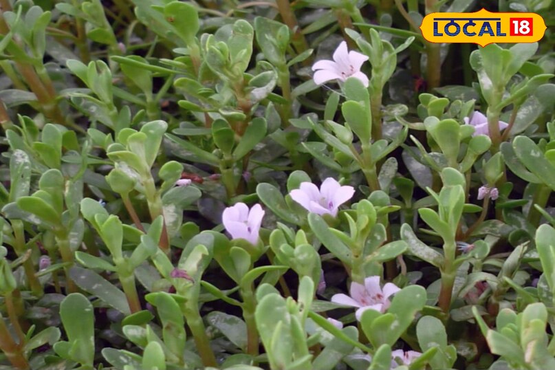 ब्राह्मी ब्राह्मी