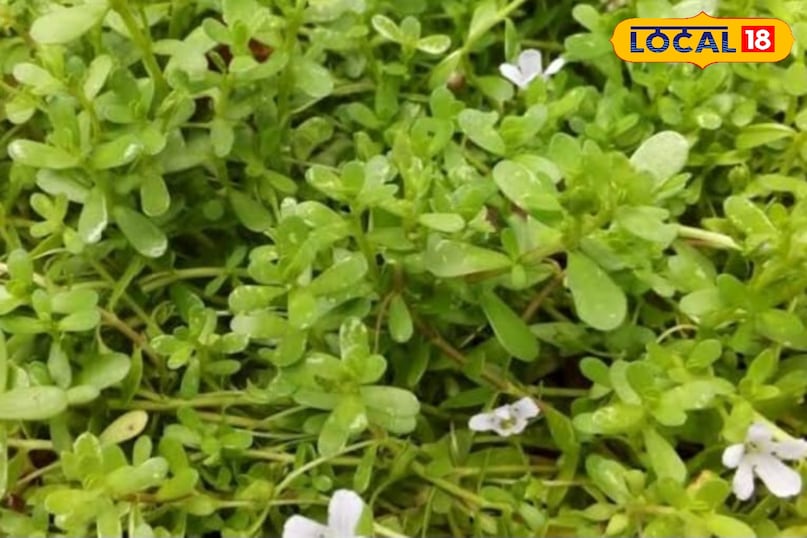 ब्राह्मी ब्राह्मी