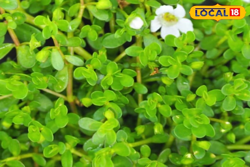 ब्राह्मी ब्राह्मी