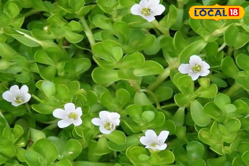 ब्राह्मी ब्राह्मी