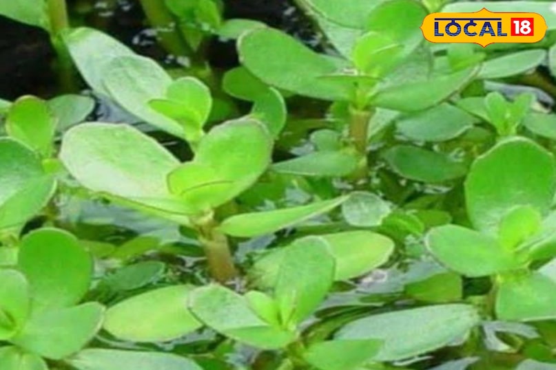 ब्राह्मी ब्राह्मी