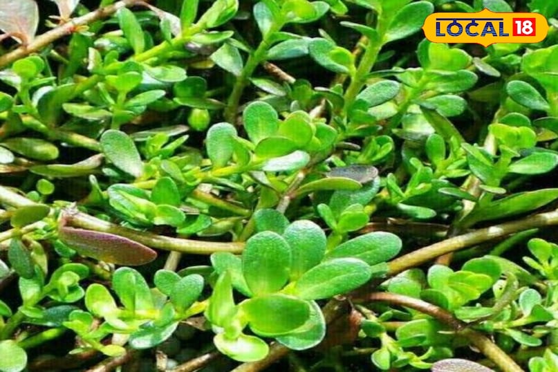 ब्राह्मी ब्राह्मी