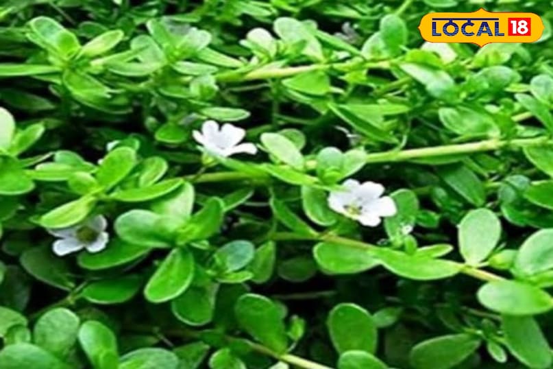 ब्राह्मी ब्राह्मी