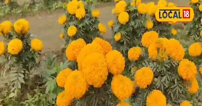 गेंदा फूल की खेती