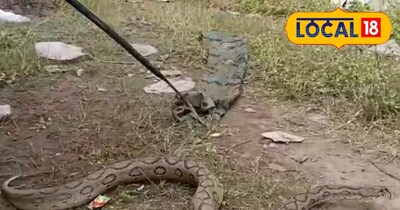 डेहरी में जहरीला सांप