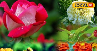 इस प्रकार बचाएं सर्दियों से अपने पौधों को 