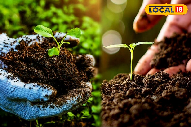 बागवानी