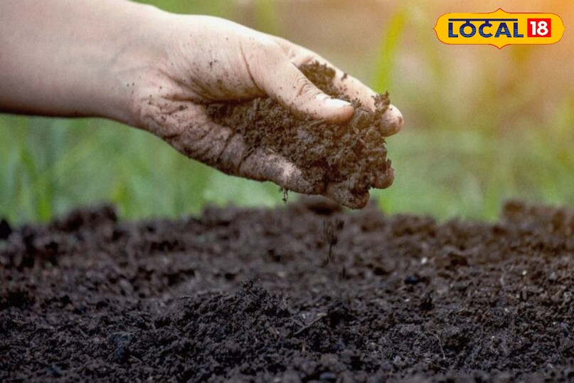 आर्गेनिक