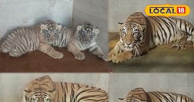 Roar of joy at Tata Steel Zoological Park: Tigress Meghna becomes mother of two