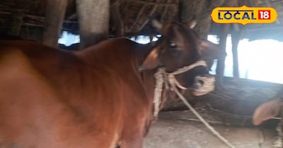 पशुओं की देखभाल।