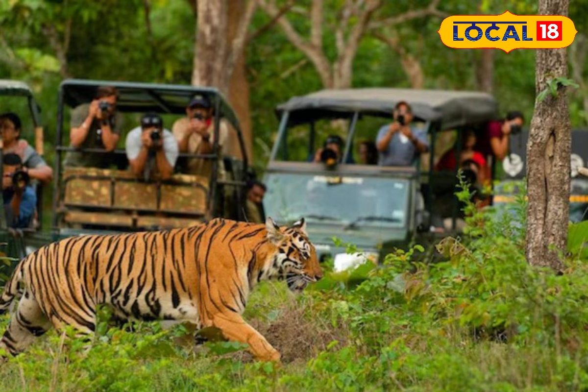 शहर छोड़, सुकून के साथ नए साल का स्वागत! कॉर्बेट में उमड़ा पर्यटकों का हुजूम