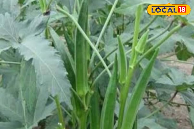 छत पर या गमले मे आसानी से भिंडी ऊगा सकते है 