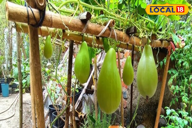 कद्दू को छत पर लगा सकते है 