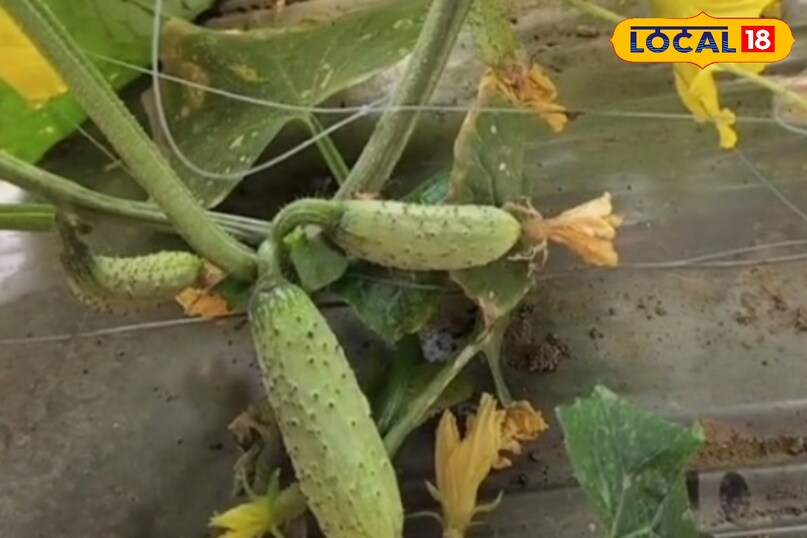 खीरा उगाये गमले मे 