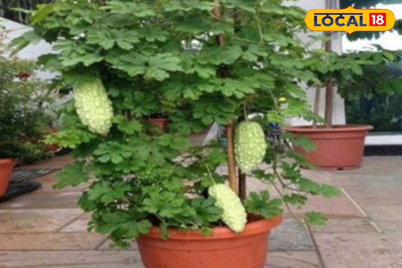 करेली ऊगा सकते है गमले मे 