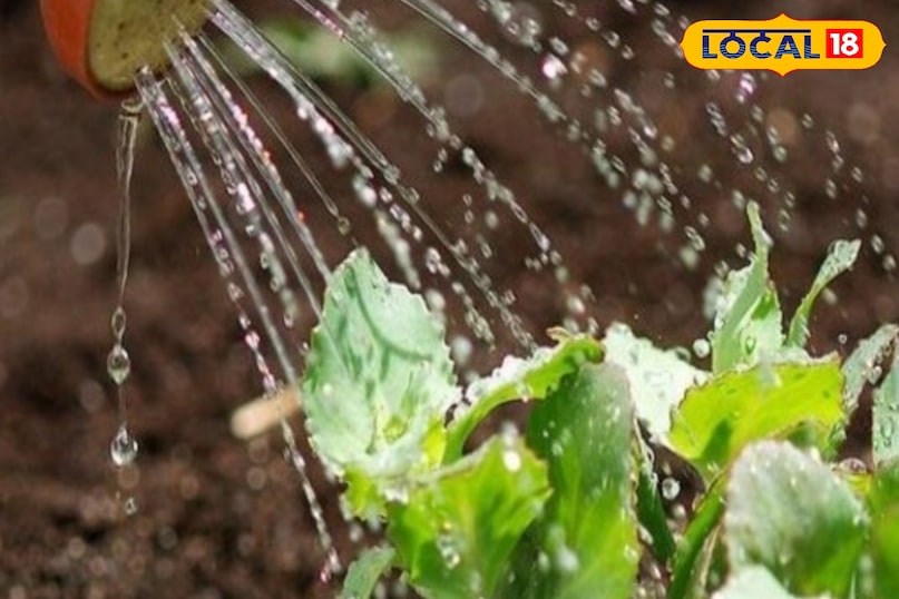 लेकिन इन सब्जियों के उत्पादन मे कुछ बातो का ध्यान भी रखना जरुरी 