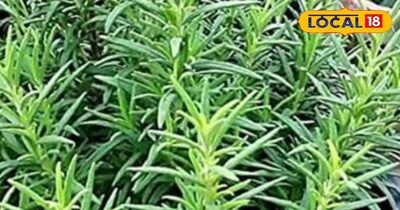 कई बीमारियों में है रामबाण