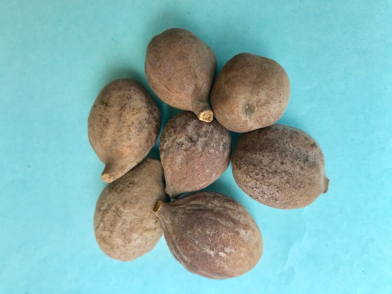 हालांकि हरड़ एक प्राकृतिक औषधि है, फिर भी इसका सेवन सीमित मात्रा में ही करना चाहिए. अधिक सेवन से कमजोरी या पेट में जलन हो सकती है. गर्भवती महिलाएं और गंभीर बीमारियों से पीड़ित लोग इसे लेने से पहले आयुर्वेद चिकित्सक से सलाह अवश्य लें.