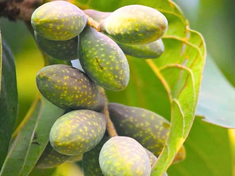 The myrobalan fruit, known in Ayurvedic medicine as Haritaki (Terminalia chebula), is highly revered and often called the "King of Medicines" or the "mother of all healing". It is prized for its ability to prevent and cure numerous diseases and is a key ingredient in the famous rejuvenating formulation, Triphala. 