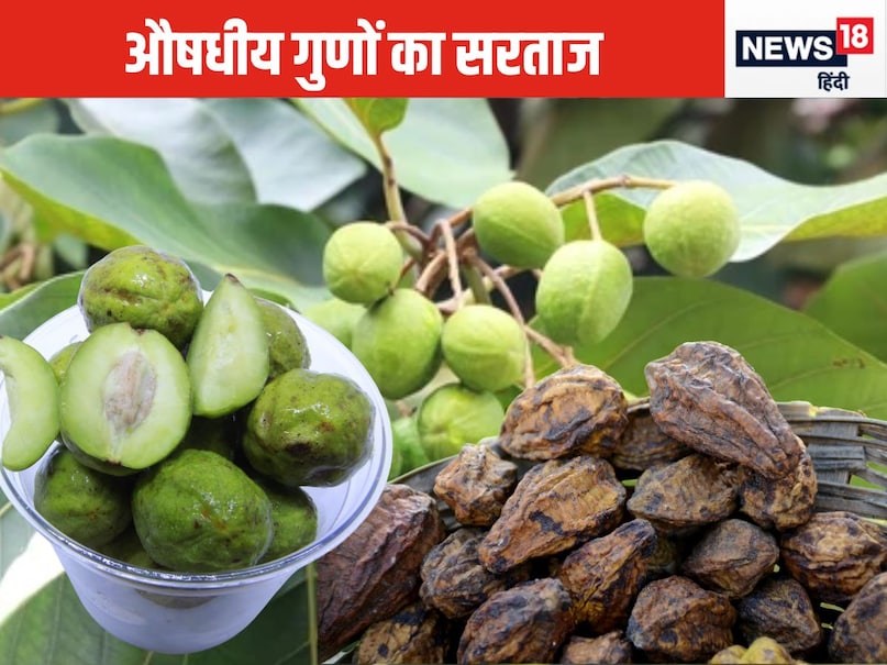 आयुर्वेद में हरड़ या हरीतकी को औषधियों की माता कहा जाता है. चरक संहिता और सुश्रुत संहिता जैसे प्राचीन आयुर्वेदिक ग्रंथों में हरीतकी के गुणों का विस्तार से वर्णन मिलता है. आयुर्वेद के अनुसार हरड़ में वात, पित्त और कफ—इन तीनों दोषों को संतुलित करने की क्षमता होती है. विशेष रूप से यह वात दोष को शांत करने में अत्यंत प्रभावी मानी जाती है.