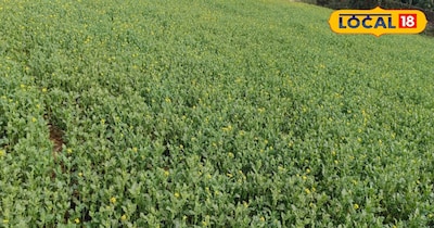 वैसे पाला मारने से पौधे मुरझा जाते हैं और ग्रोथ रुक जाती है. ऐसे में यदि किसान भाई समय रहते हुए कुछ आसान उपाय कर लें तो फसलों में लगने वाले इस रोग से बहुत हद तक निजात मिल सकता है.